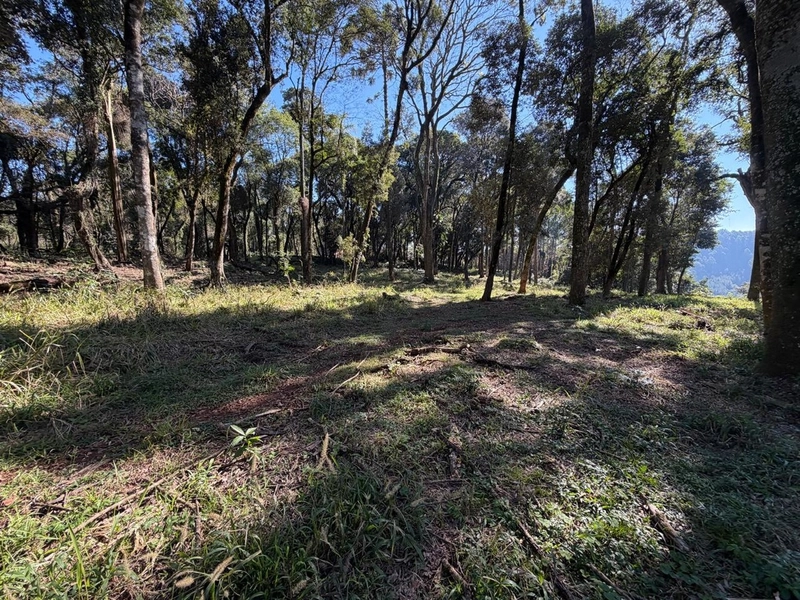 ÁREA DE TERRA À VENDA – DISTRITO MARECHAL BORMANN - CHAPECÓ/SC: 7ª foto da galeria de imagens do imóvel