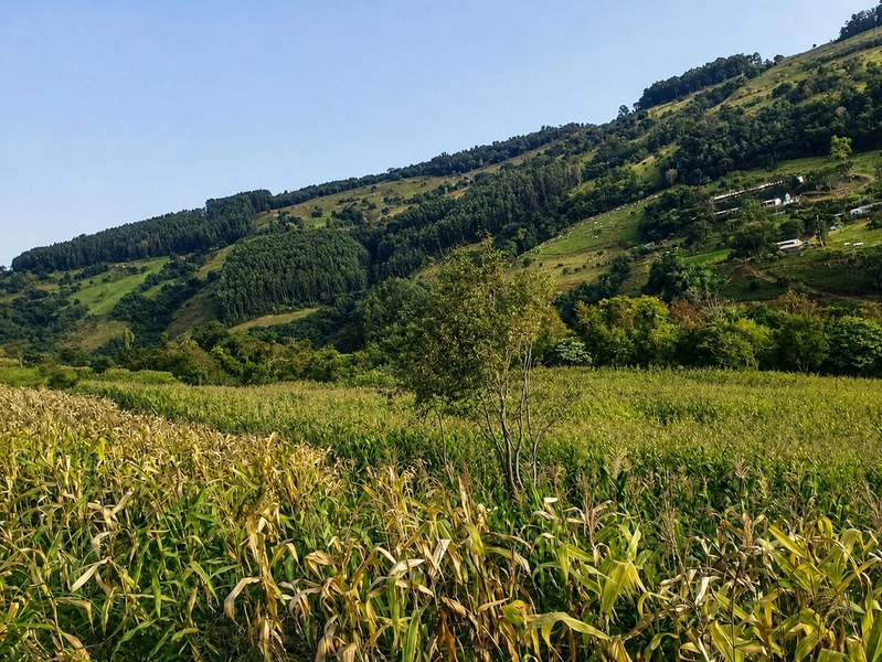 Área de Terras à Venda em ARVOREDO/SC: 2ª foto da galeria de imagens do imóvel