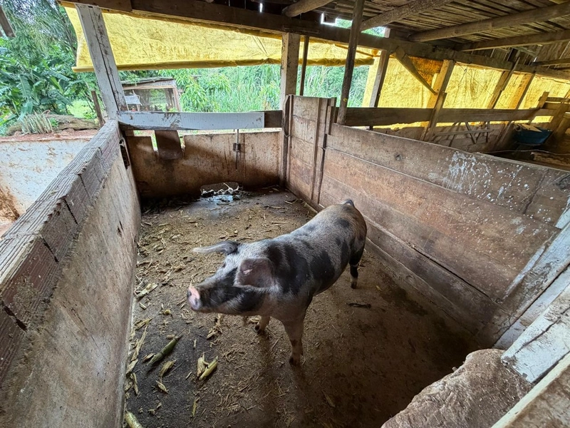 LINDA ÁREA RURAL À VENDA – ÁGUAS DE CHAPECÓ/SC: 11ª foto da galeria de imagens do imóvel