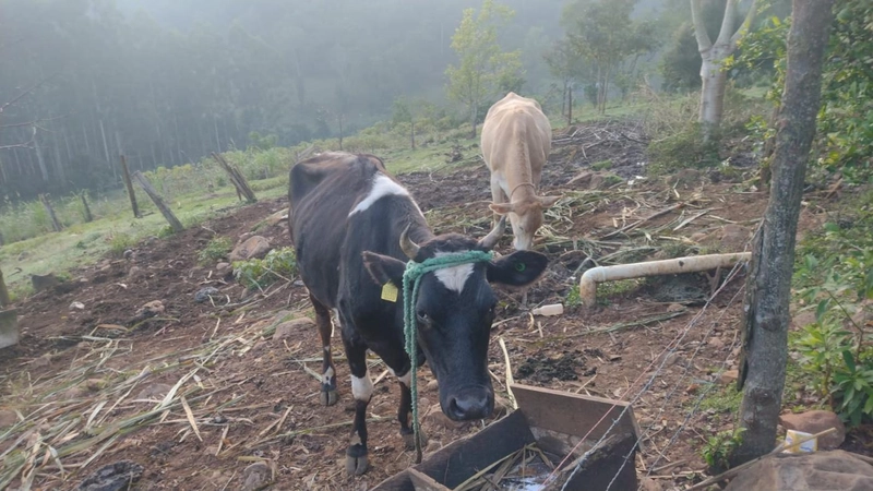 Área Rural para Venda em Nova Itaberaba / SC no bairro Interior: 6ª foto da galeria de imagens do imóvel