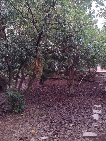 VENDE-SE CASA EM SEBERI: 10ª foto da galeria de imagens do imóvel