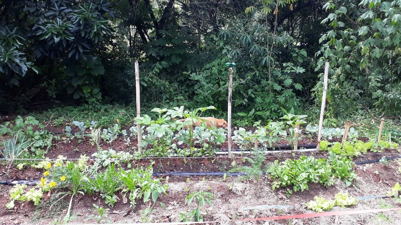 Propriedade Rural à Venda – Bairro Passa Três - Tuiuti/SP: 9ª foto da galeria de imagens do imóvel