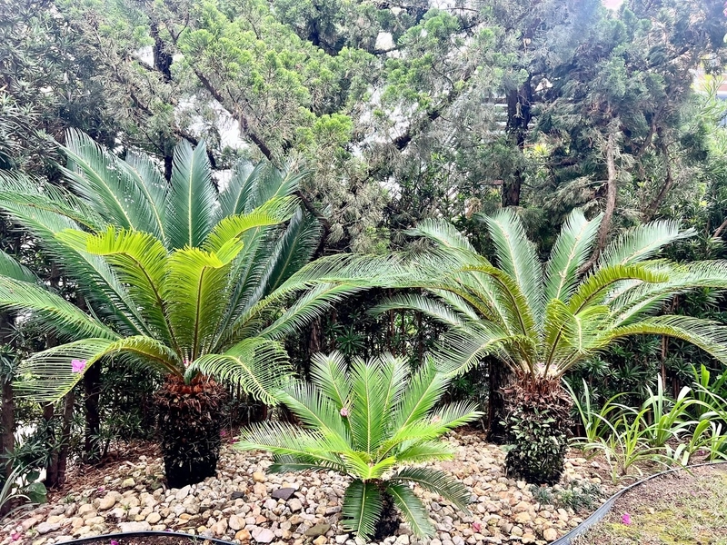 Casa à venda no condominio Las Dunas: 19ª foto da galeria de imagens do imóvel