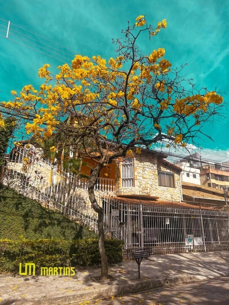Casa para Venda em Belo Horizonte / MG no bairro Castelo: 25ª foto da galeria de imagens do imóvel