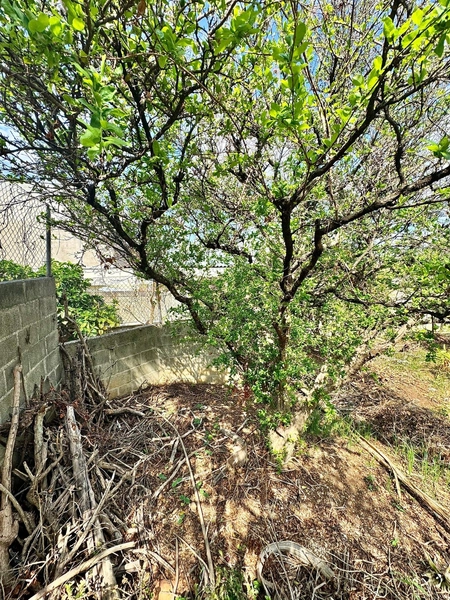 LOTE / TERRENO COM 800M² | NOVO PROGRESSO | APROVEITAMENTO 2.0: 9ª foto da galeria de imagens do imóvel