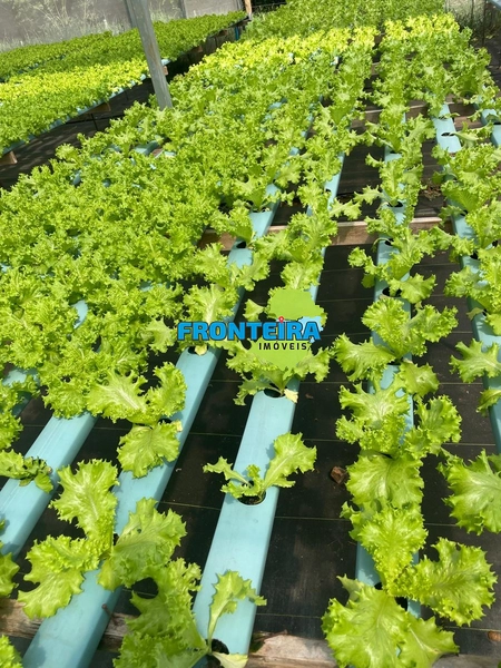 CONJUNTO DE HIDROPONIA: 10ª foto da galeria de imagens do imóvel