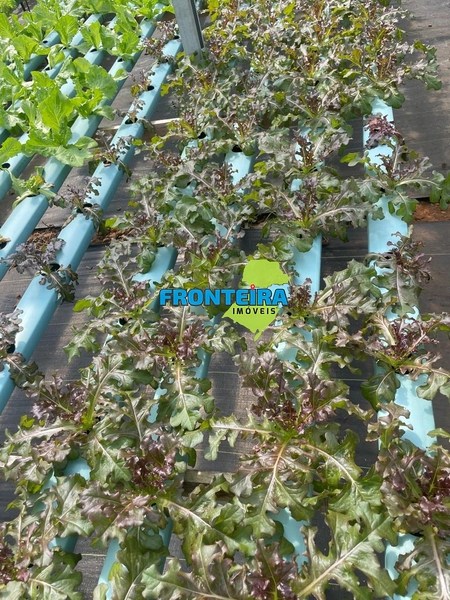 CONJUNTO DE HIDROPONIA: 11ª foto da galeria de imagens do imóvel