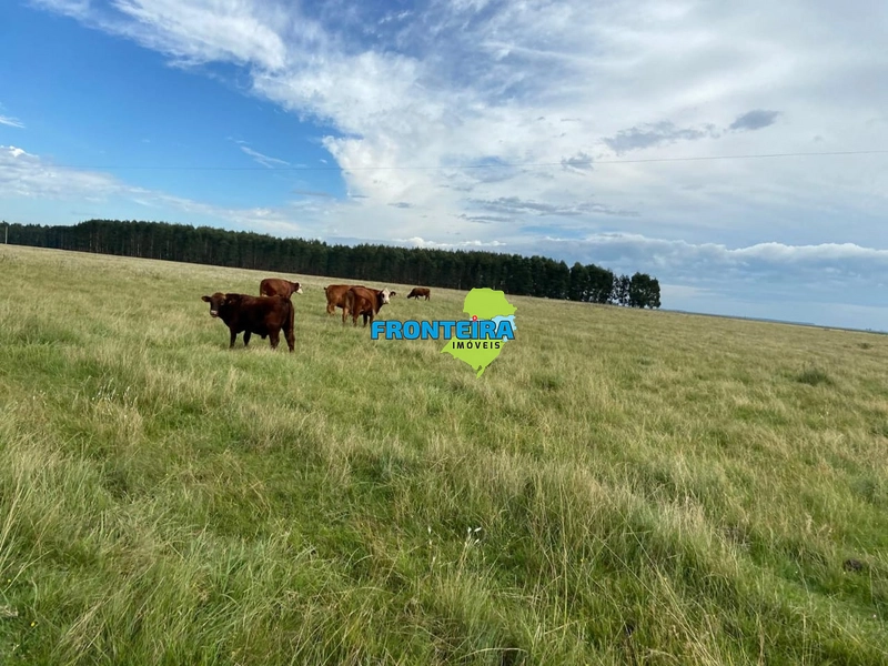 FAZENDA NO URUGUAI: 18ª foto da galeria de imagens do imóvel