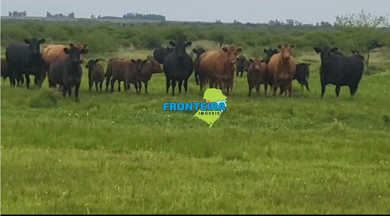 FAZENDA NO URUGUAI: 10ª foto da galeria de imagens do imóvel