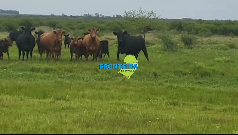 FAZENDA NO URUGUAI: 5ª foto da galeria de imagens do imóvel