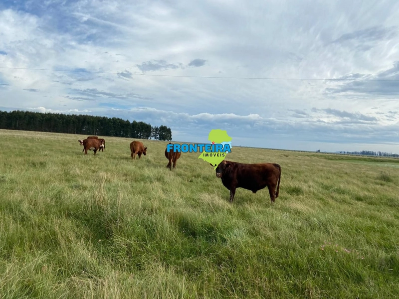 FAZENDA NO URUGUAI: 13ª foto da galeria de imagens do imóvel