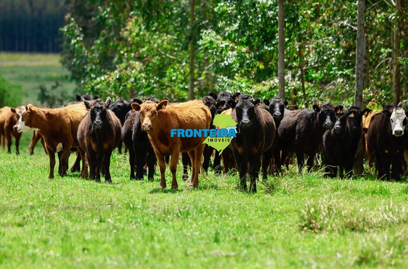 FAZENDA NO URUGUAI: 21ª foto da galeria de imagens do imóvel