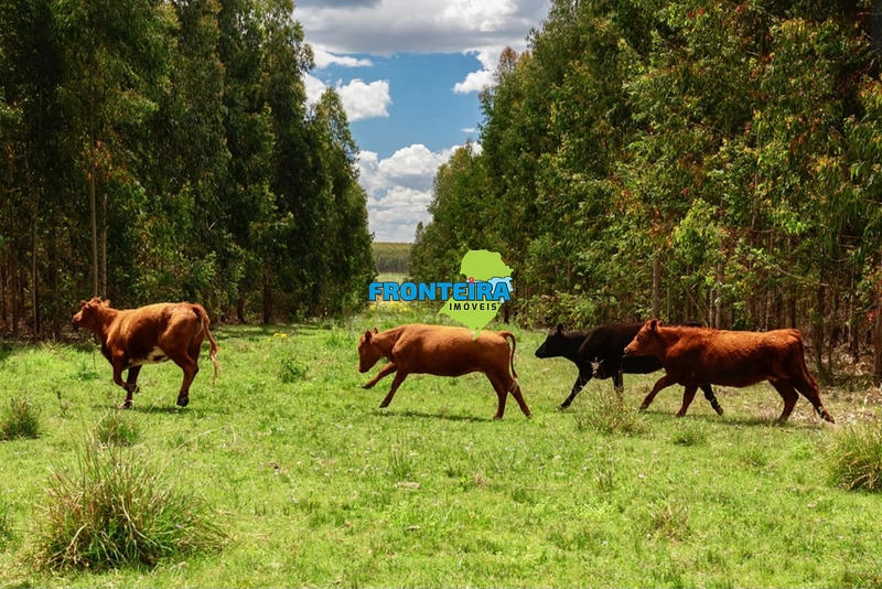 FAZENDA NO URUGUAI: 1ª foto da galeria de imagens do imóvel