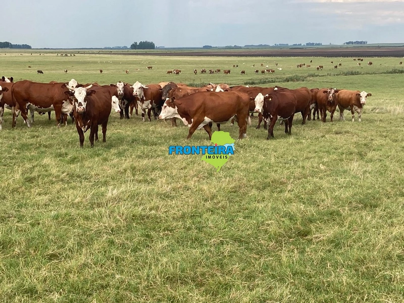 FAZENDA CINEMATOGRÁFICA: 8ª foto da galeria de imagens do imóvel