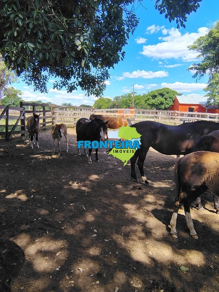 FAZENDA TOP: 14ª foto da galeria de imagens do imóvel