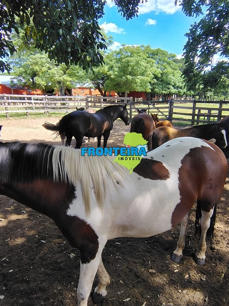 FAZENDA TOP: 12ª foto da galeria de imagens do imóvel