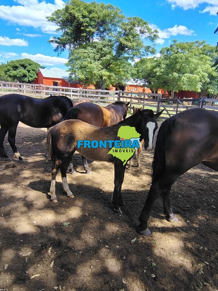 FAZENDA TOP: 13ª foto da galeria de imagens do imóvel