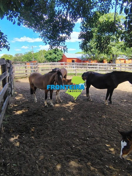 FAZENDA TOP: 11ª foto da galeria de imagens do imóvel