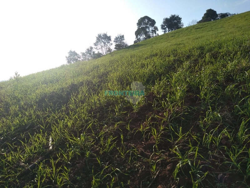 Propriedade Rural TOP: 8ª foto da galeria de imagens do imóvel
