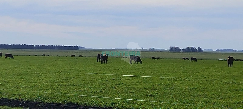 Fazenda no Uruguai: 6ª foto da galeria de imagens do imóvel