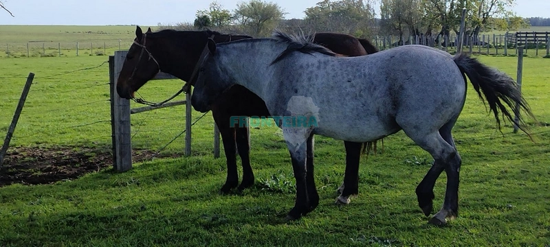Fazenda no Uruguai: 13ª foto da galeria de imagens do imóvel