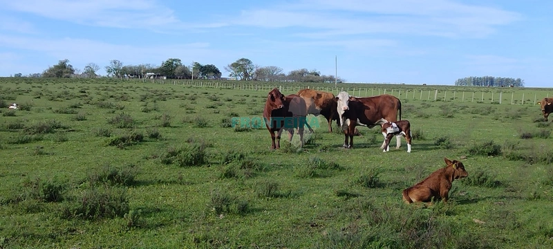 Fazenda no Uruguai: 22ª foto da galeria de imagens do imóvel