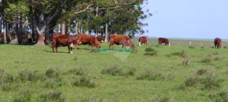 Fazenda no Uruguai: 9ª foto da galeria de imagens do imóvel