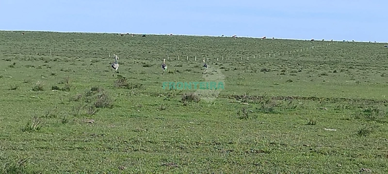 Fazenda no Uruguai: 26ª foto da galeria de imagens do imóvel