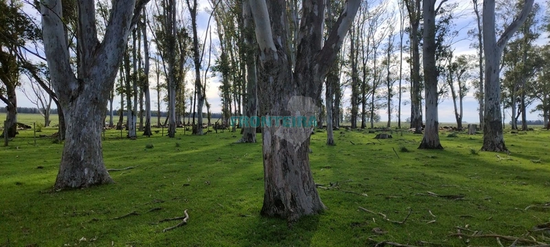 Fazenda no Uruguai: 14ª foto da galeria de imagens do imóvel