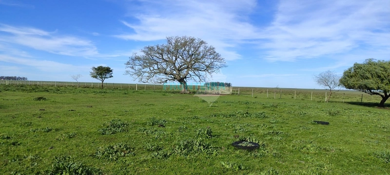 Fazenda no Uruguai: 11ª foto da galeria de imagens do imóvel
