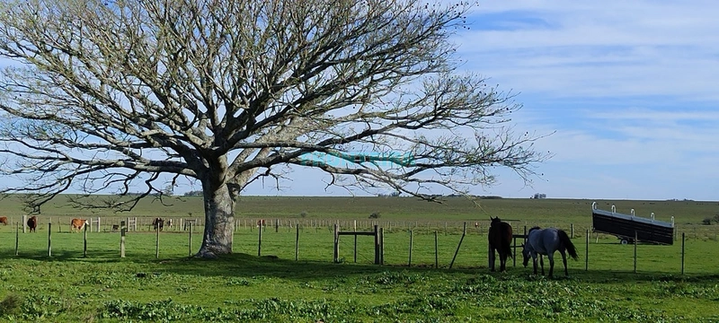 Fazenda no Uruguai: 20ª foto da galeria de imagens do imóvel