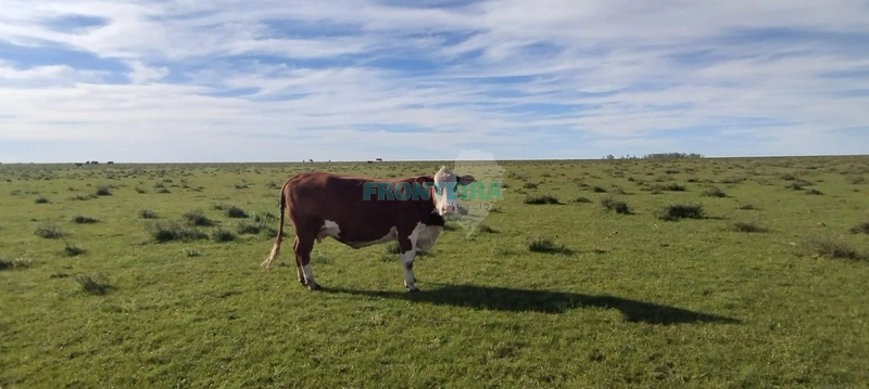 Fazenda no Uruguai: 7ª foto da galeria de imagens do imóvel