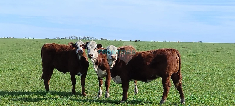 Fazenda no Uruguai: 1ª foto da galeria de imagens do imóvel