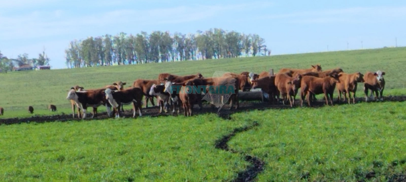 Fazenda no Uruguai: 5ª foto da galeria de imagens do imóvel
