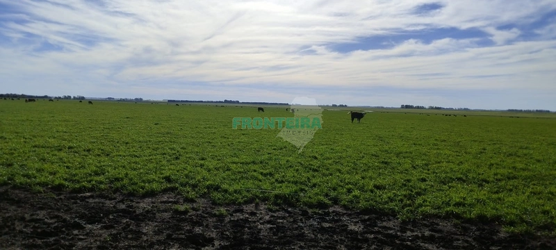 Fazenda no Uruguai: 4ª foto da galeria de imagens do imóvel