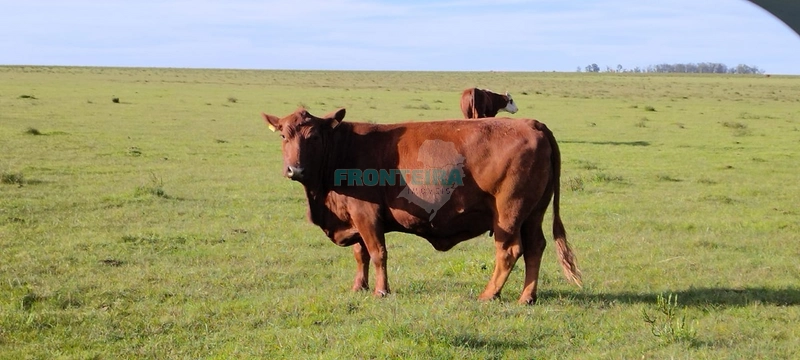 Fazenda no Uruguai: 15ª foto da galeria de imagens do imóvel