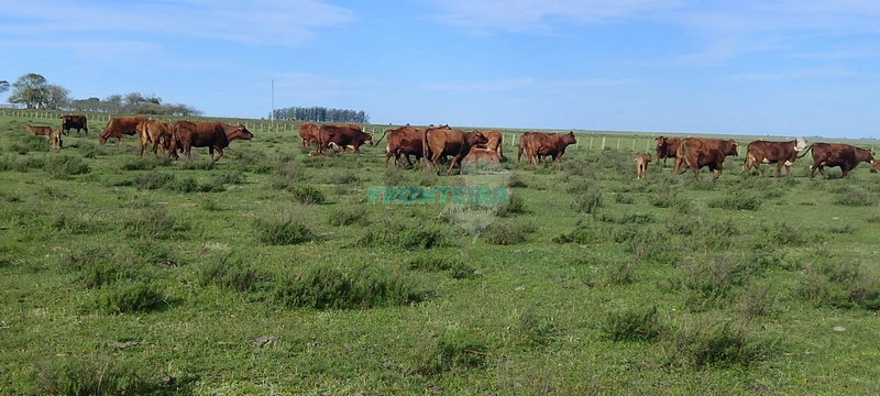 Fazenda no Uruguai: 18ª foto da galeria de imagens do imóvel