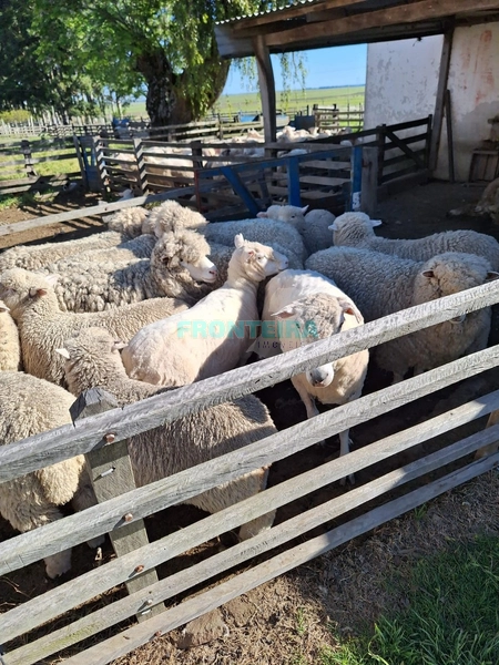 Linda Fazenda no Uruguai: 13ª foto da galeria de imagens do imóvel
