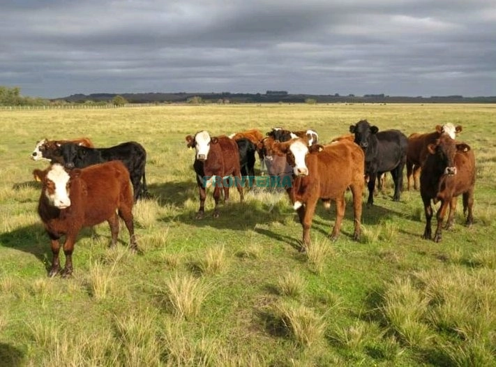 Linda Fazenda no Uruguai: 16ª foto da galeria de imagens do imóvel