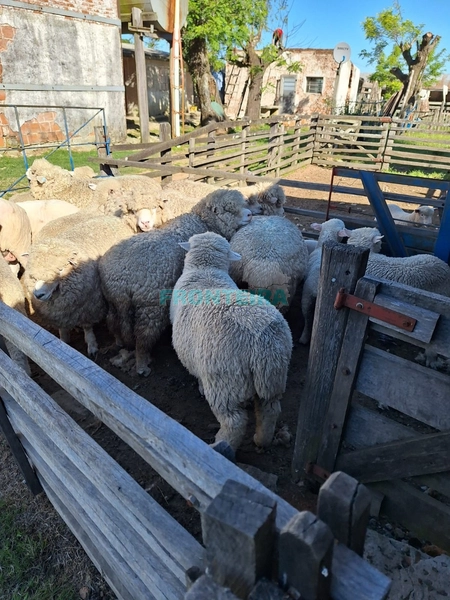 Linda Fazenda no Uruguai: 29ª foto da galeria de imagens do imóvel