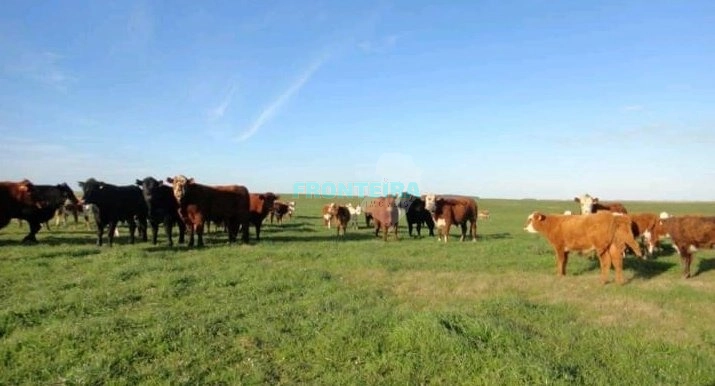 Linda Fazenda no Uruguai: 22ª foto da galeria de imagens do imóvel