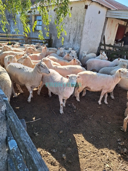Linda Fazenda no Uruguai: 17ª foto da galeria de imagens do imóvel