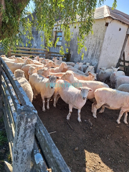 Linda Fazenda no Uruguai: 27ª foto da galeria de imagens do imóvel