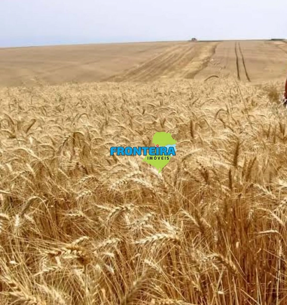 FAZENDA EM SALTO - 100%: 4ª foto da galeria de imagens do imóvel