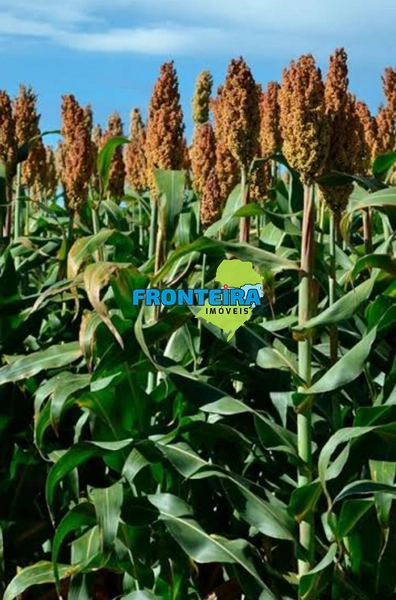 FAZENDA EM SALTO - 100%: 2ª foto da galeria de imagens do imóvel