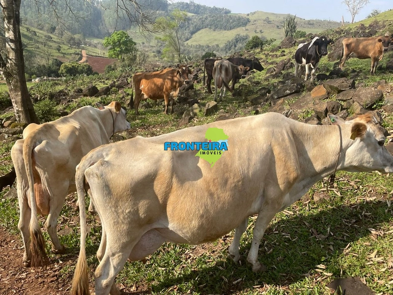 Área Rural PRONTA: 21ª foto da galeria de imagens do imóvel