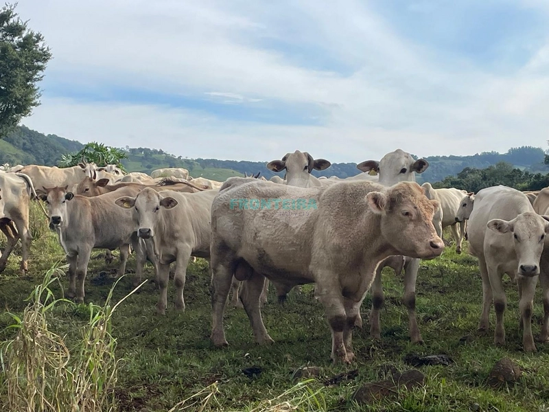 Fazenda de Porteira Fechada: 5ª foto da galeria de imagens do imóvel