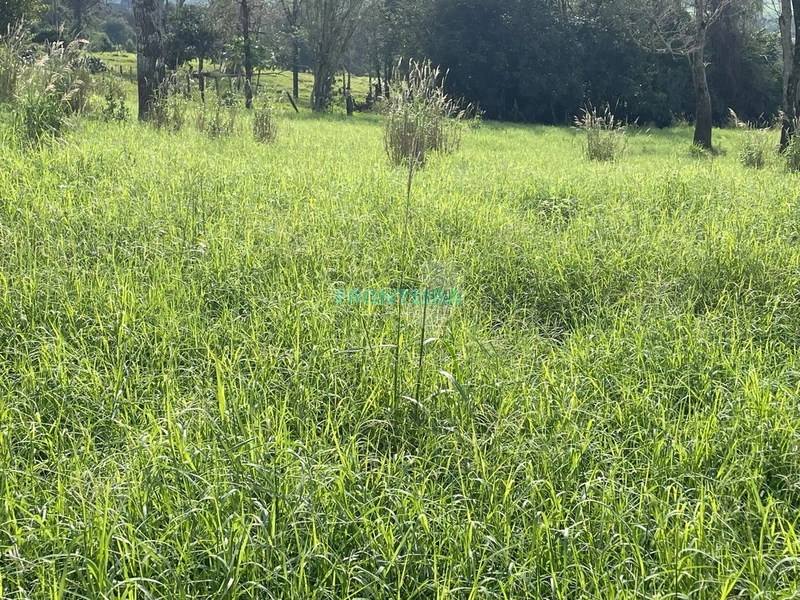 Fazenda de Porteira Fechada: 9ª foto da galeria de imagens do imóvel