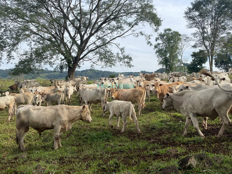 Fazenda de Porteira Fechada: 6ª foto da galeria de imagens do imóvel