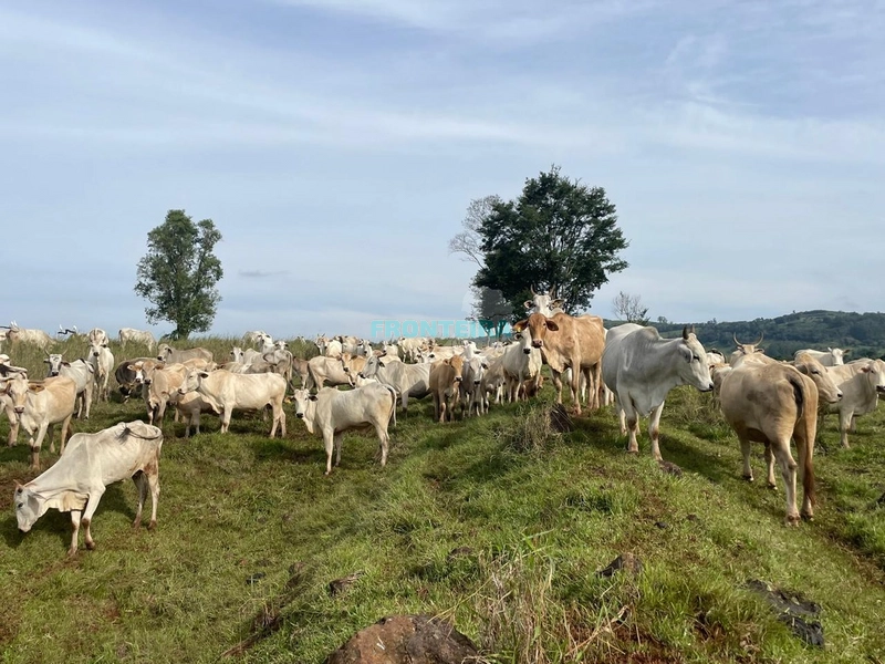 Fazenda de Porteira Fechada: 4ª foto da galeria de imagens do imóvel